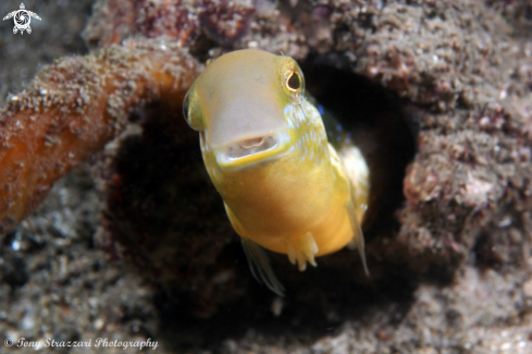 A Brown Sabretooth Blenny 