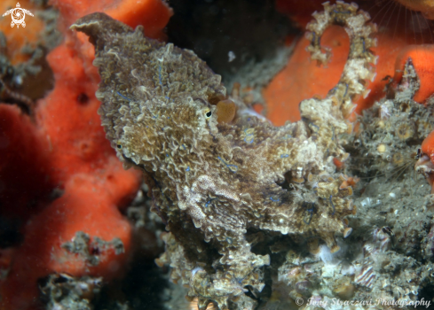 A Hapalochlaena fasciata  | Blue-lined Octopus