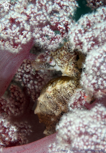 A Hippocampus whitei | White's seahorse