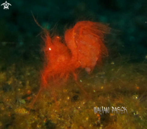 A Algae shrimp