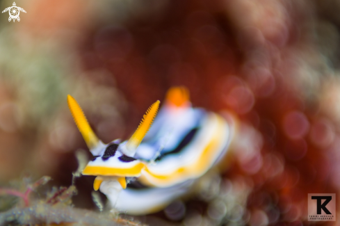 A Magnificent chromodoris at Anilao reef.