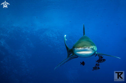 A Oceanic whitetip shark