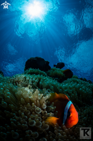 A Tomato anemonefish