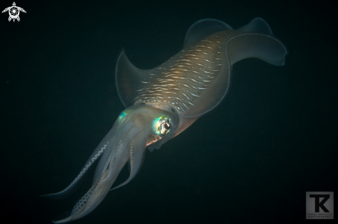 A Bigfin reef squid