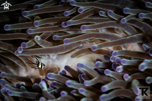 A Banggai cardinalfish