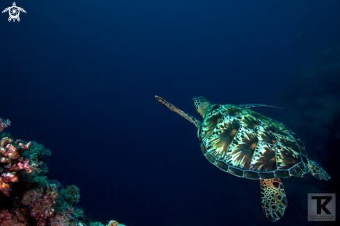 A Green Turtle