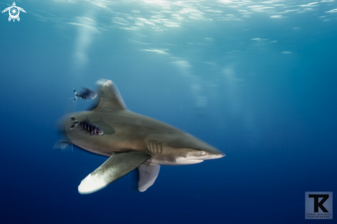A Carcharhinus longimanus | Oceanic whitetip shark