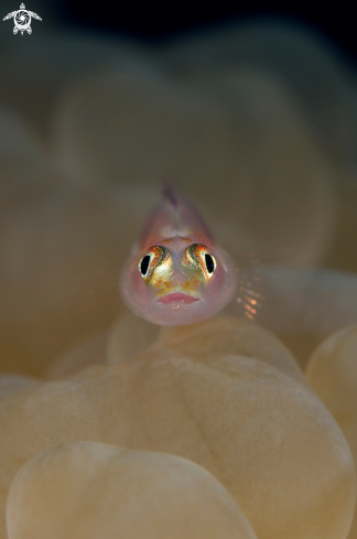 A underwater creature