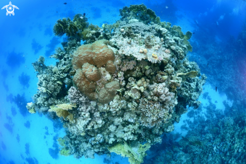 A Coral