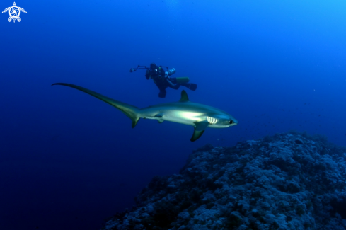 A Thresher shark