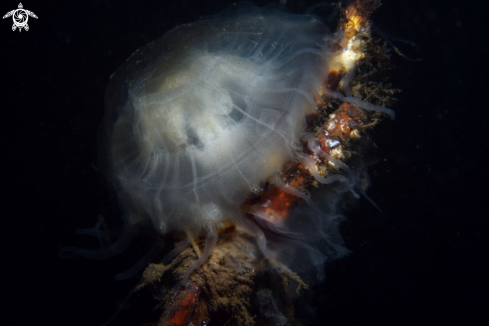 A Moon Jelly