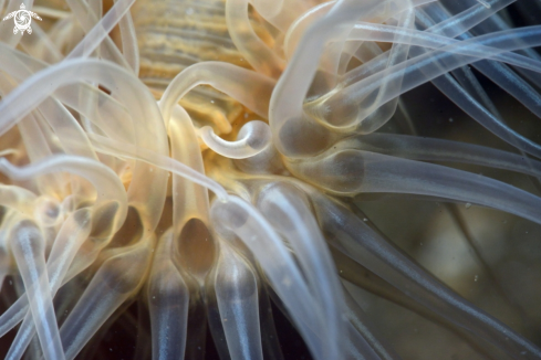 A Sagartiogeton undatus | small snakelocks anemone