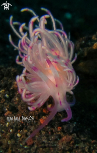 A Flabellina