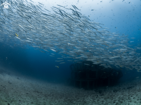 A Sphyraena qeniei | Chevron Barracuda