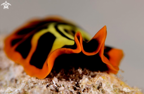 A Pseudoceros dimidiatus |  Divided Flatworm or Tiger Flatworm - ver plat tigré