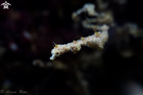 A Lembeh Sea Dragon