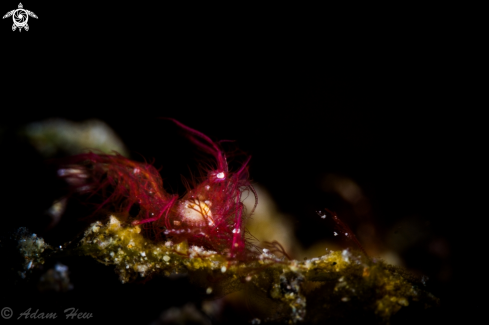 A Hairy Shrimp