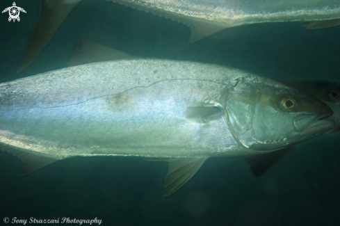 A Scomberoides commersonnianus | Queenfish