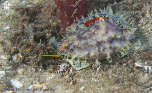 A Cypraea xanthodon | Yellow-toothed Cowry