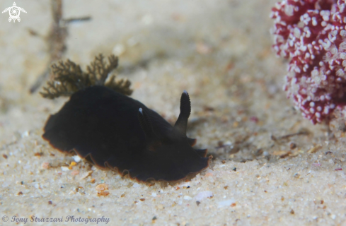 A Dendrodoris nigra | Black Dendrodoris