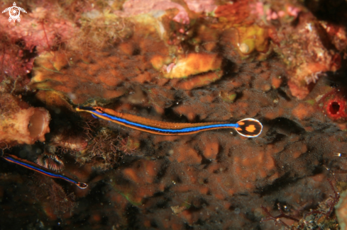 A pipe fish