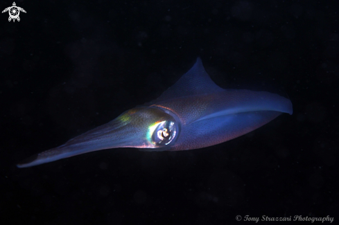 A Sepioteuthis australis | Southern Calamari Squid