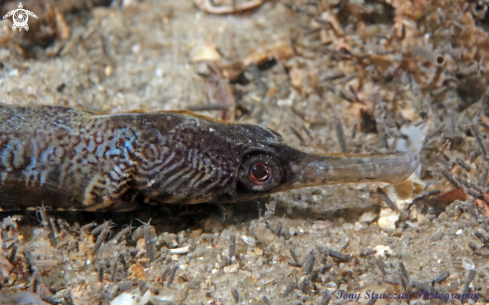 A Filicampus tigris | Tiger pipefish