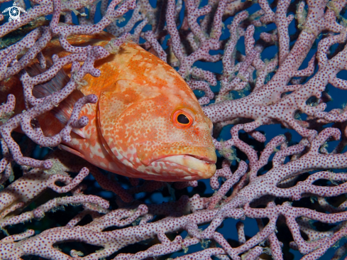 A underwater creature