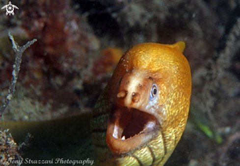 A Gymnothorax prasinus | Green moray