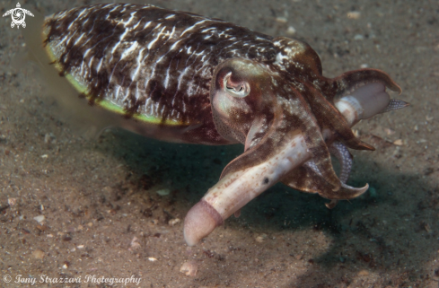 A Mourning cuttle with razor shell