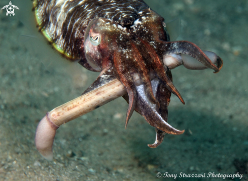 A Mourning cuttle with razor shell