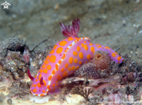 A Ceratosoma amoenum | Sweet Ceratosoma