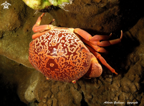 A Red coral crab