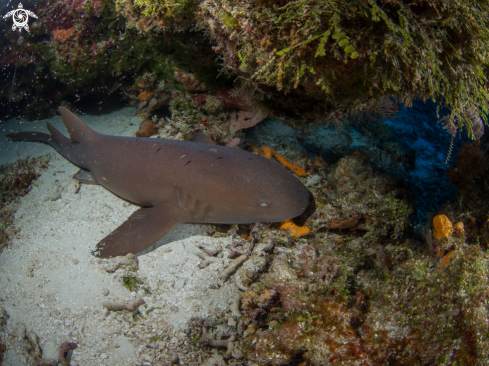 A Nurse Shark