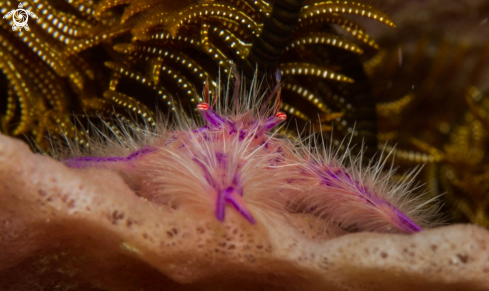A Hairy Squat lobster