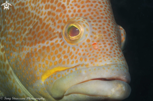 A Maori cod