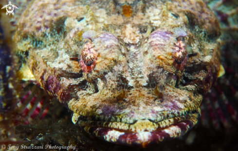 A Rock Flathead