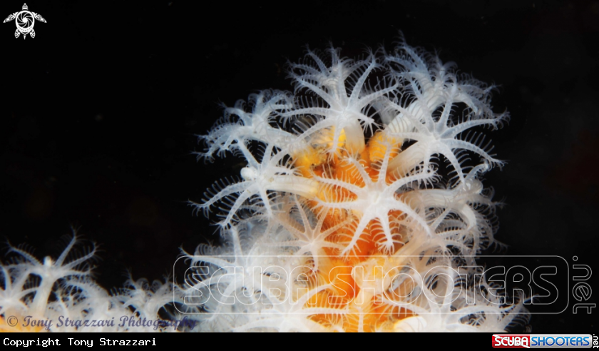 A Snowflake coral