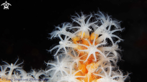 A Carijoa sp. | Snowflake coral