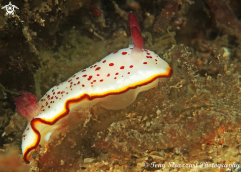 A Goniobranchus daphne | Daphne's Goniobranchus