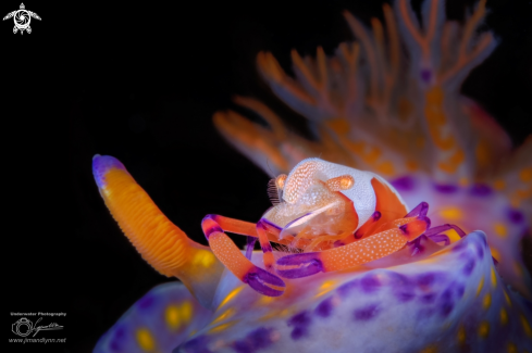 A Periclimenes imperator | Emperor Shrimp