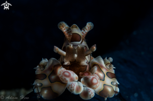 A Harlequin shrimp