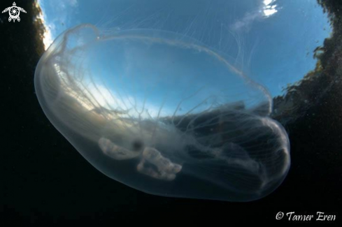 A Jellyfish