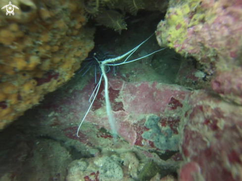 A Blue painted spiny lobster