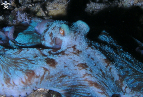 A Atlantic octopus