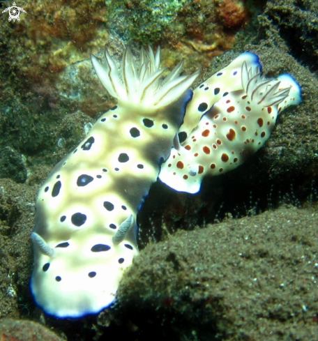 A Nudibranch  - Chromodoris-Annulata