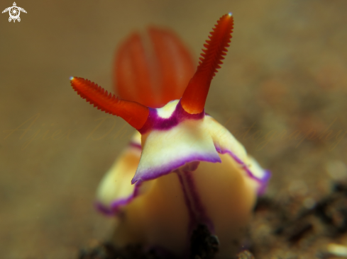 A hypselodoris 