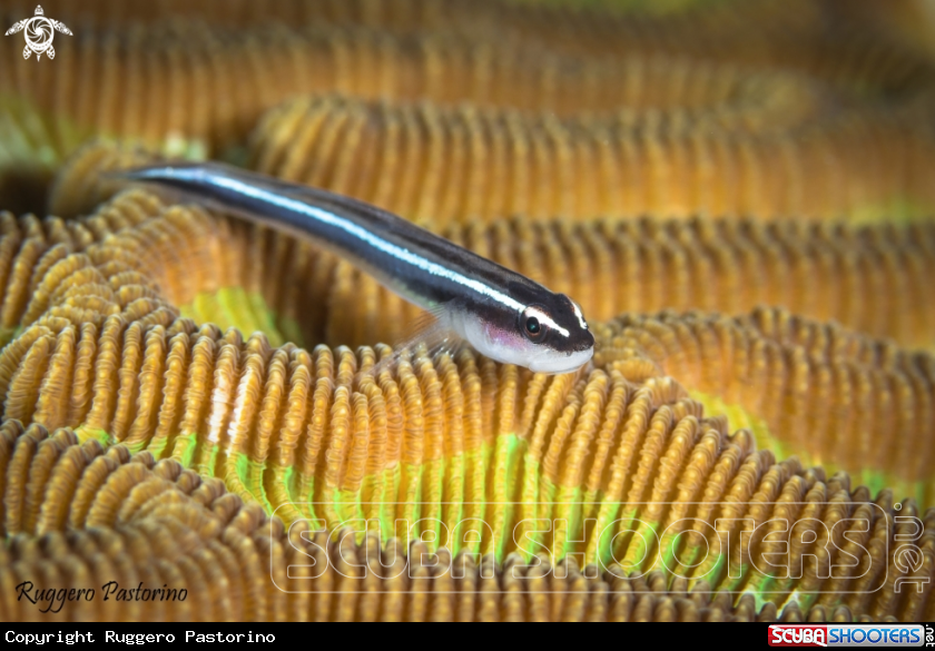 A Sharknose goby