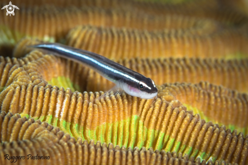 A Elacatinus | Sharknose goby