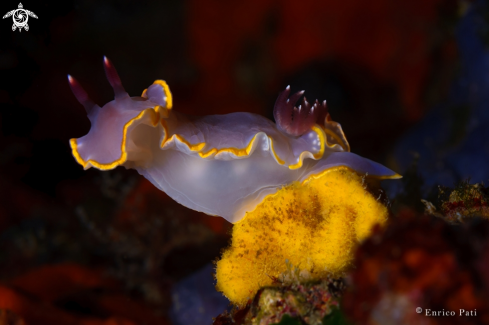 A Nudibranco